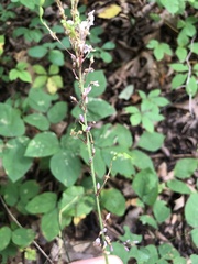Hylodesmum