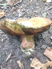 Neoboletus luridiformis