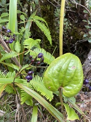 Dianella sandwicensis