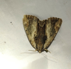 Catocala ultronia