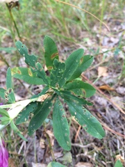 Trifolium lupinaster