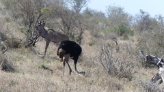 Struthio camelus australis