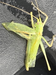 Meconema thalassinum