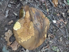 Neoboletus luridiformis