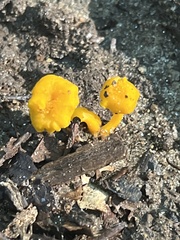 Cantharellus minor
