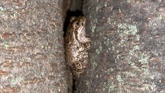 Hyla japonica