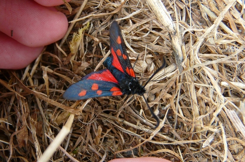 Zygaena trifolii