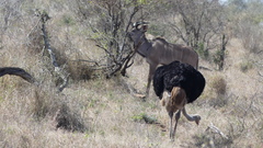 Struthio camelus australis
