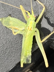 Meconema thalassinum