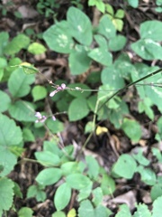 Hylodesmum