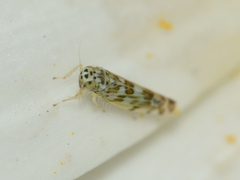 Eupteryx melissae