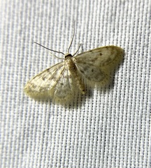 Idaea bonifata
