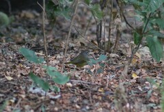 Geothlypis tolmiei