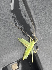 Meconema thalassinum