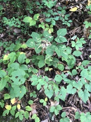 Hylodesmum