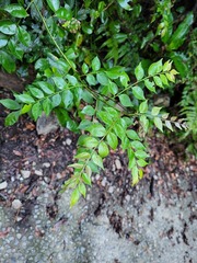 Zanthoxylum scandens