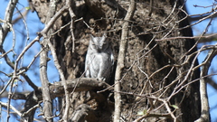 Otus senegalensis