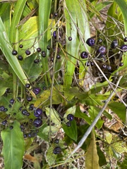 Dianella sandwicensis
