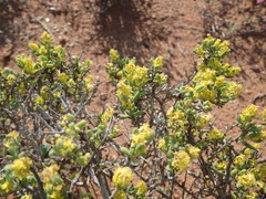 Tetragonia fruticosa