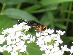 Itoplectis conquisitor