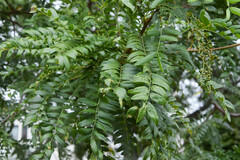Gleditsia triacanthos