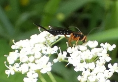 Itoplectis conquisitor