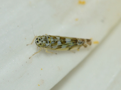 Eupteryx melissae