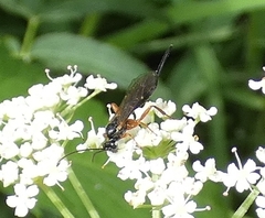 Itoplectis conquisitor