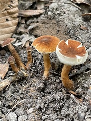 Gyroporus