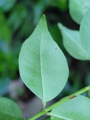 Zanthoxylum scandens
