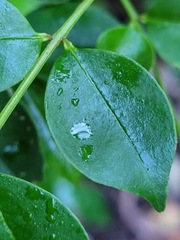 Zanthoxylum scandens