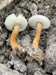 Gyroporus