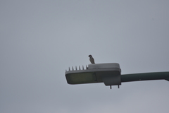 Passer montanus malaccensis