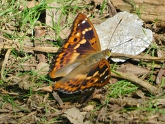 Apatura ilia