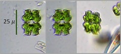 Euastrum abruptum
