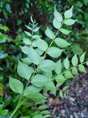 Zanthoxylum scandens