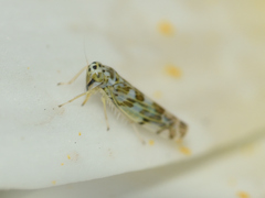 Eupteryx melissae