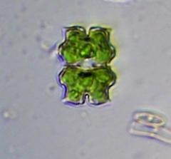 Euastrum abruptum