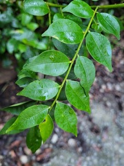 Zanthoxylum scandens
