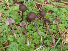 Myochromella boudieri