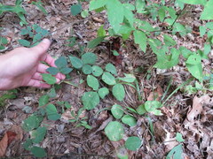 Desmodium ochroleucum