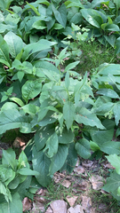 Symphytum officinale