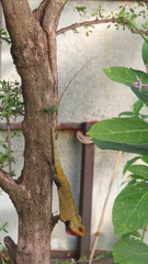 Calotes versicolor