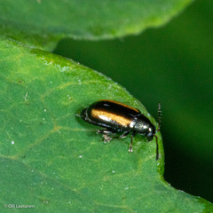 Phyllotreta