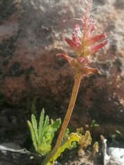 Lachenalia orchioides