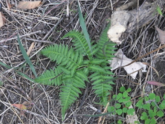 Athyrium