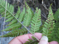 Athyriaceae