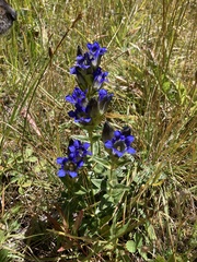 Gentiana parryi