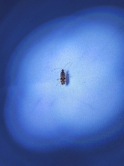 Ozophora picturata