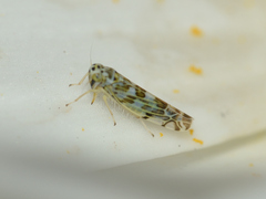 Eupteryx melissae